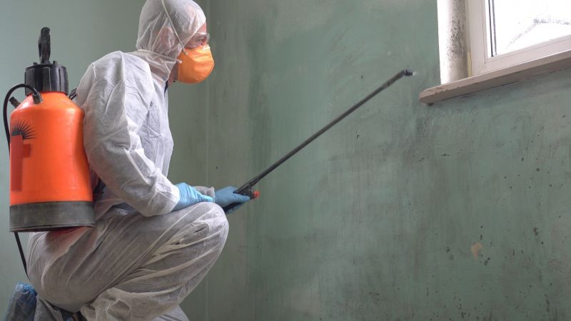 Black Mold Removal in Mckinney, TX