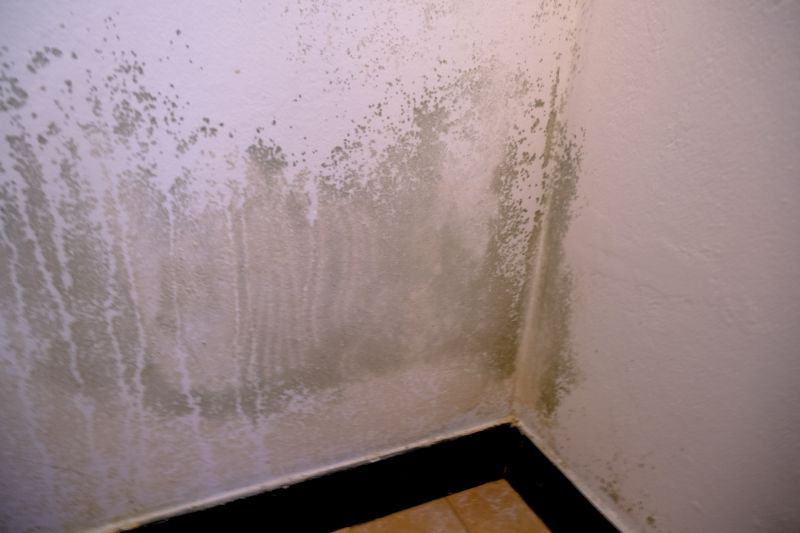 Mold Mitigation Service in Jupiter, FL