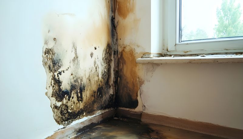 Mold Remediation Service in Broward County, FL