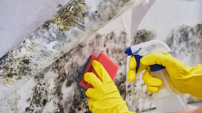 Mold Remediation Service in Bergen County, NJ