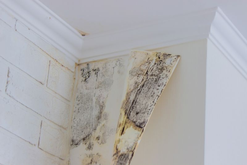 Mold Treatment Service in Bergen County, NJ