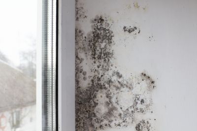 White Mold Mitigation in Broward County, FL
